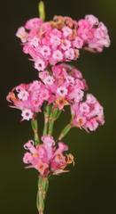 Erica daphniflora daphniflora