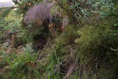 Cliffortia ferruginea