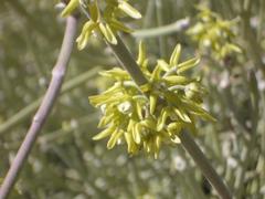 Cynanchum viminale thunbergii