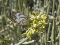 Cynanchum viminale thunbergii