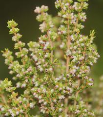 Erica hispidula hispidula