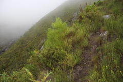 Erica hispidula hispidula