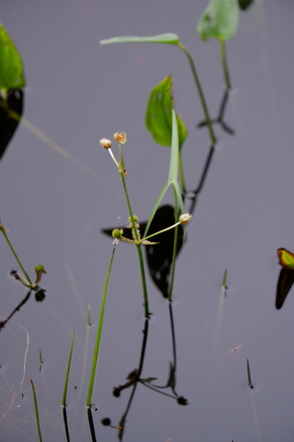 Image of Sagittaria engelmanniana by (c) Bonnie Semmling, some rights reserved (CC BY)