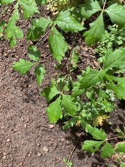 Acer glabrum neomexicanum
