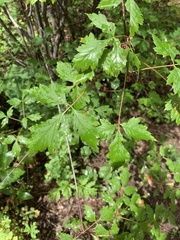Acer glabrum neomexicanum