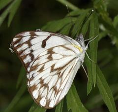 Belenois gidica abyssinica