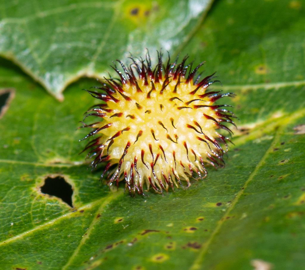Acraspis prinoides