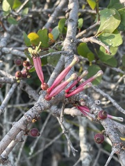 Tapinanthus dependens