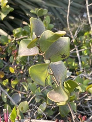 Tapinanthus dependens
