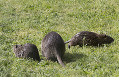 Myocastor coypus