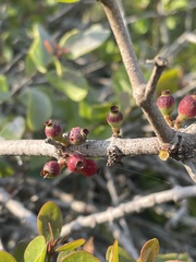 Tapinanthus dependens