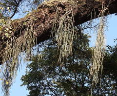 Rhipsalis floccosa