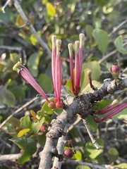 Tapinanthus dependens