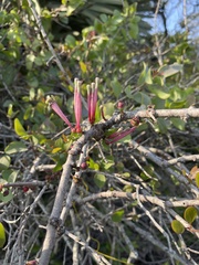 Tapinanthus dependens