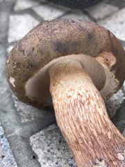 Tylopilus variobrunneus
