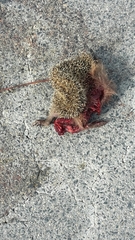 Erinaceus europaeus