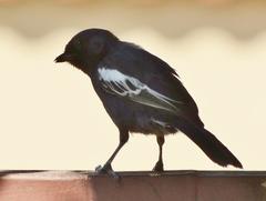 Melaniparus niger niger
