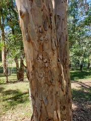 Eucalyptus seeana