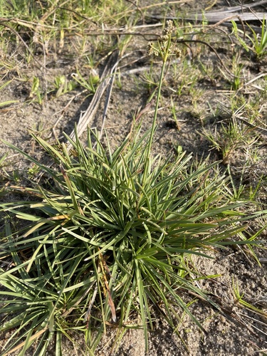 Hurricanegrass