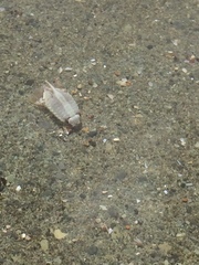 Isocladus armatus