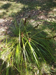 Gahnia aspera