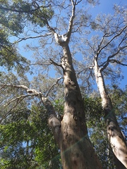 Eucalyptus seeana