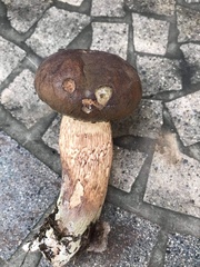 Tylopilus variobrunneus