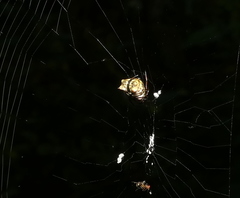 Micrathena patruelis
