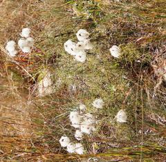 Clematis villosa