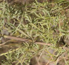 Clematis villosa