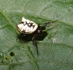 Micrathena patruelis
