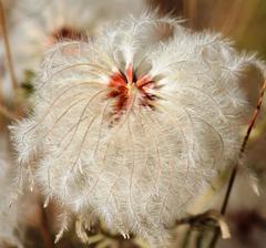 Clematis villosa
