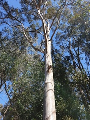Eucalyptus propinqua