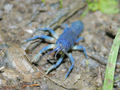 Cambarus fetzneri