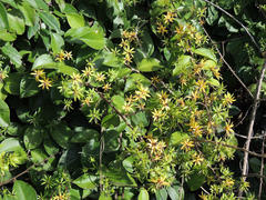 Pereskia aculeata