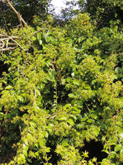 Pereskia aculeata