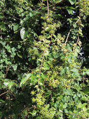 Pereskia aculeata