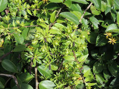 Pereskia aculeata
