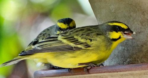 Yellow-fronted Canary