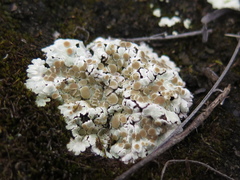 Squamarina lentigera