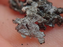 Xanthoparmelia murina