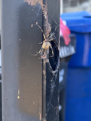 Latrodectus geometricus