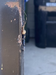 Latrodectus geometricus