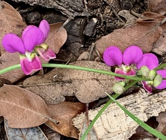 Phaseolus filiformis