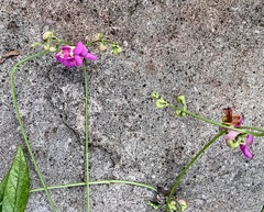 Phaseolus filiformis