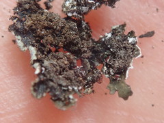 Xanthoparmelia murina