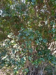 Alyxia ruscifolia