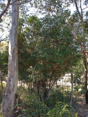 Alyxia ruscifolia
