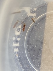 Pseudomethoca bequaerti