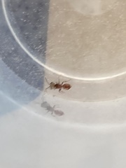 Pseudomethoca bequaerti